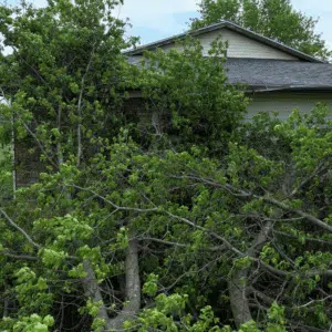 Mature trees overhanging a residential roofline